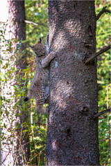 Obraz premium Luchs
