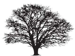 Obraz premium Winter Bare Tree With Intricate Branch Details Vector Line Art