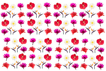 group of tropical flower isolated on white background.