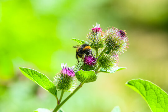 Closeup details of a bumblebee sitting on a thistle flower