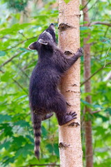 Junger Waschbär klettert auf einen Baum