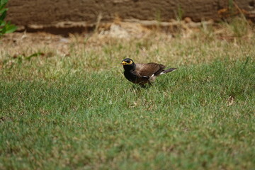 the beautiful and characterful common myna (Acridotheres tristis)