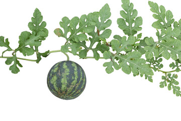 Watermelon is growing in the garden isolated on white background included clipping path.