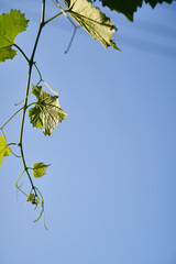 Vertical photo of a grape branch against a blue sky background