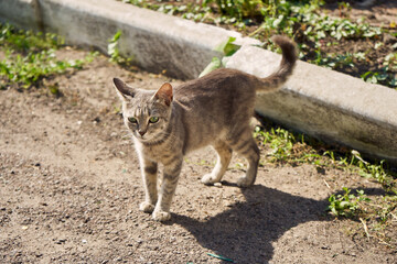 Small gray yard cat on a background of sun rays