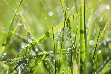 Closeup view of beautiful green grass with dew on sunny summer day