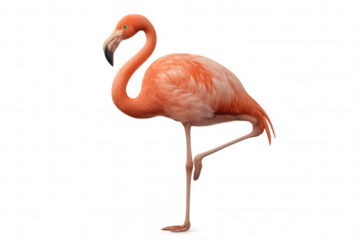 Pink flamingo standing on one leg, showing graceful posture and tropical wildlife beauty on transparent background