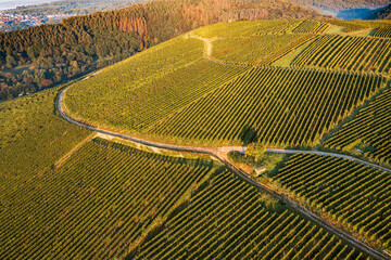 Aerial view of the vineyards near Eltville in the warm light of the early morning sunrise