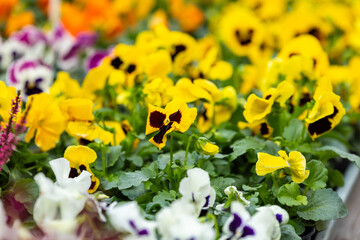 Obraz premium Vibrant yellow and purple pansies in bloom at a colorful garden display