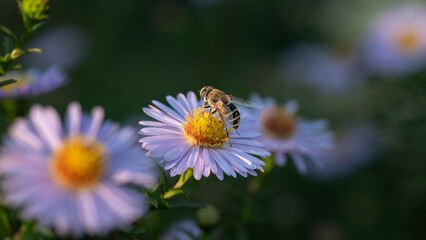 Bee collecting nectar from a purple flower in sunlight. Macro photo of pollination and harmony of...