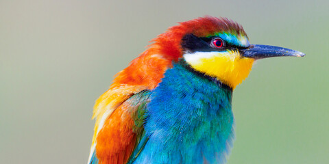 Bee-eater, Merops apiaster, Mediterranean Forest, Castilla y Leon, Spain, Europe