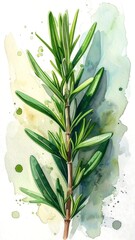 Watercolor painting of a fresh rosemary sprig