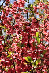 apple tree blossom