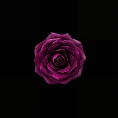 Stunning close-up of a vibrant purple rose with delicate petals and water droplets against a dark background