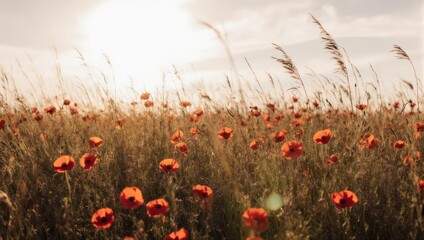 Fototapeta premium Field of Poppies in Golden Light - A Serene Summer Landscape.