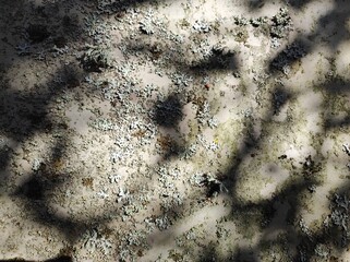 The image shows a concrete surface with patches of lichen scattered across it. Tree shadows creates intricate patterns on the surface. Natural backgrounds, sunlight, shadows, lichen and moss.