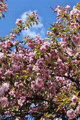 Fototapeta premium pink cherry blossom in spring