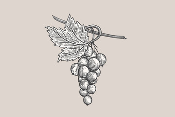 Black currant branch with leaf in vintage engraving style. Vector illustration on a light background.