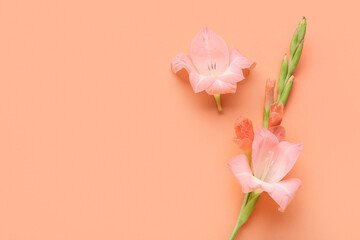 Fototapeta premium Beautiful gladiolus flowers on orange background