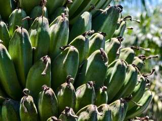 kepok banana or Musa acuminata × balbisiana close up © RMX IMG