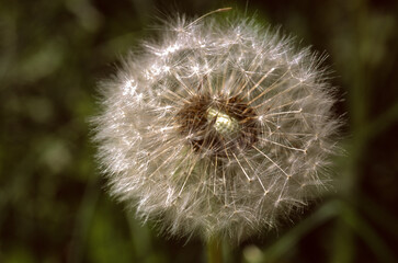 Fototapeta premium Taraxacum officinale, Pissenlit