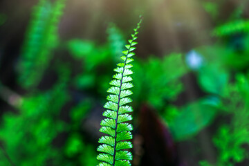 Fresh green fern leaves on black background in the forest sunlight. Texture of fern leaves, Rainforest fern. sustainability concept ESG, CSR, environmental care, business growth.