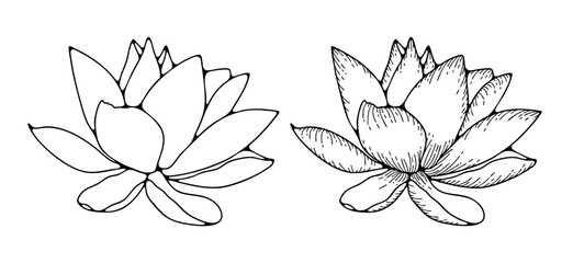 Sketch of lotus or water lily isolated on white background. Hand-drawn floral black and white illustration