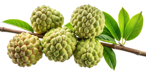 Fresh sugar apple fruits hanging on a branch with green leaves tropical sweet food photography