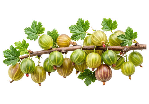 Fresh ripe gooseberries on a branch with green leaves natural fruit photography close up macro detail