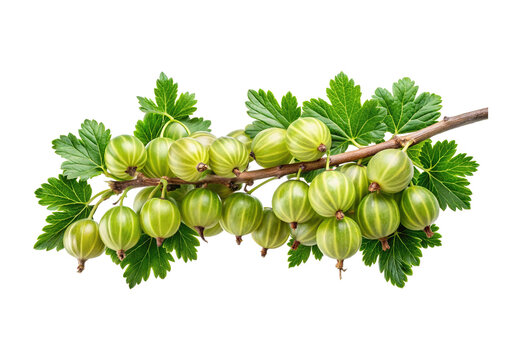 Fresh green gooseberries ripe on branch with reflecting surface surrounded by vibrant green leaves