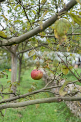 apple on tree