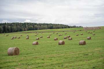 Fototapeta premium hay bales in the field