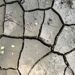 Cracked mud surface with polygonal patterns in dried forest pond bed in late summer