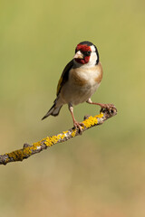 European goldfinch in the soft light of a cloudy autumn day in a Mediterranean forest