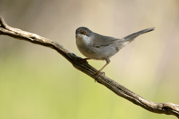 Fototapeta premium Female Sardinian warbler in soft light on a cloudy autumn day in a Mediterranean forest