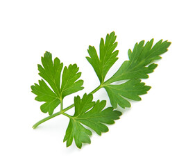 Fresh parsley leaves on white background