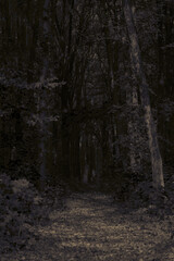 Mysterious pathway through the dark foggy forest in cold tones.