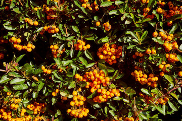 rokitnik zwyczajny, rokitnik pospolity, hippophae rhamnoides l.