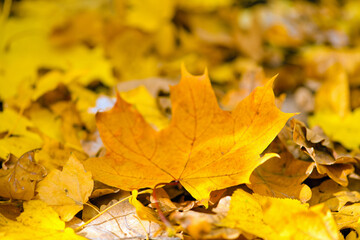 Fallen maple leaves on the ground.