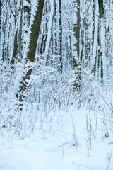 Winter snow covered trees background