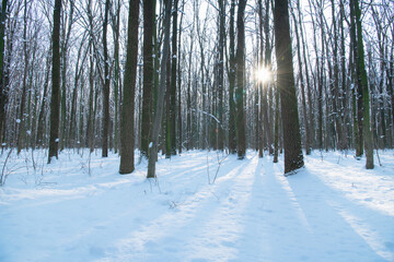 beautiful snowy winter landscape panorama with forest and sun.