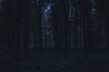 Mysterious pathway through the dark foggy forest in cold tones.