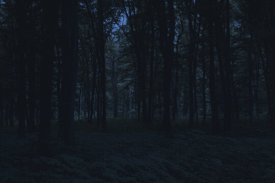 Mysterious pathway through the dark foggy forest in cold tones.