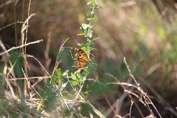 grass with butterfly 