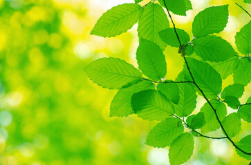 green leaves on the green backgrounds