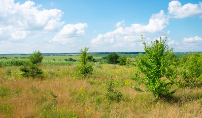 green meadow and blue sky with clouds in summer