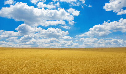 Gold wheat field and blue sky