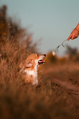 A dog sniffs a flower