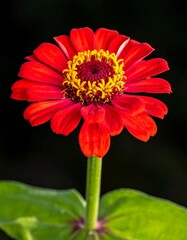 Red Zinnia Flower with Yellow Center