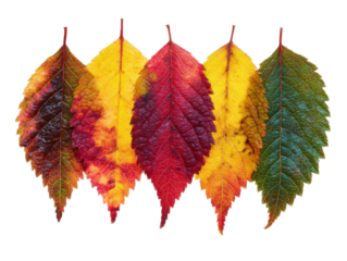 Colorful autumn leaves arranged in a beautiful gradient pattern on a transparent background, cut out